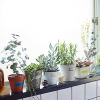 KITTA Test Kit - O Moogy