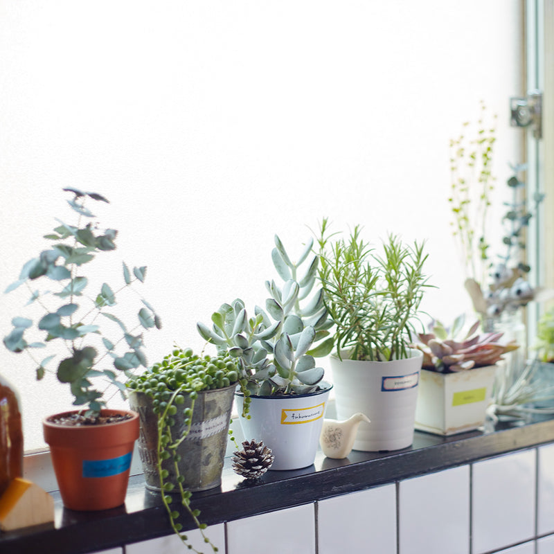 KITTA Test Kit - O Moogy