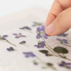 APS-011 Appree Pressed Flower Sticker - Manchurian Violet