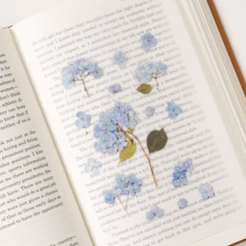 Bigleaf Hydrangea | Pressed Flower Sticker
