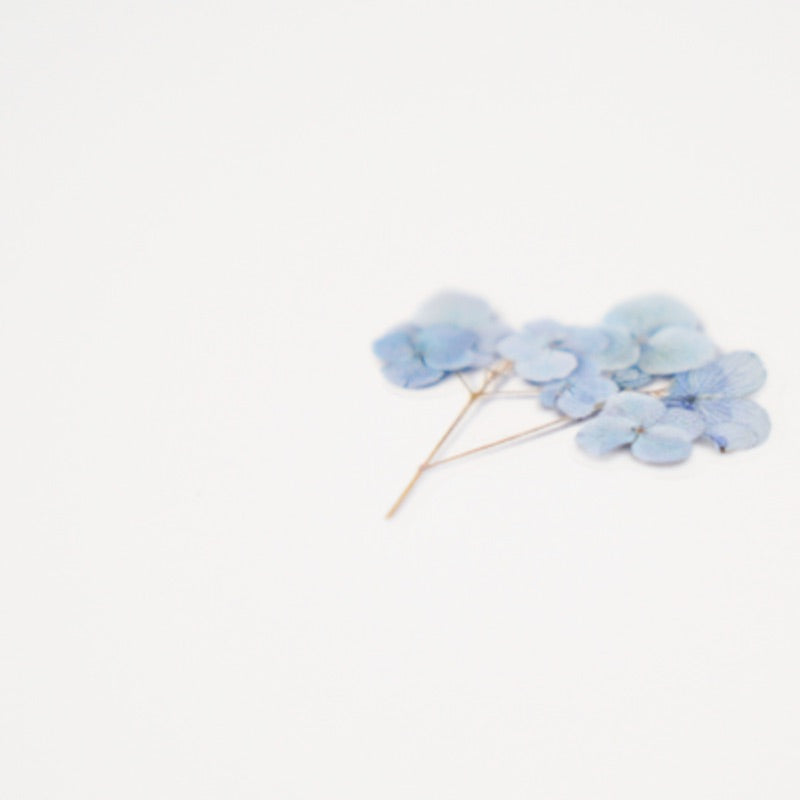 Bigleaf Hydrangea | Pressed Flower Sticker Bigleaf Hydrangea | Pressed Flower Sticker
