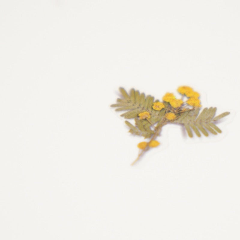APS-024 Appree Pressed Flower Sticker - Mimosa
