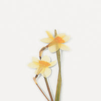 APS-029 Appree Pressed Flower Sticker - Narcissus